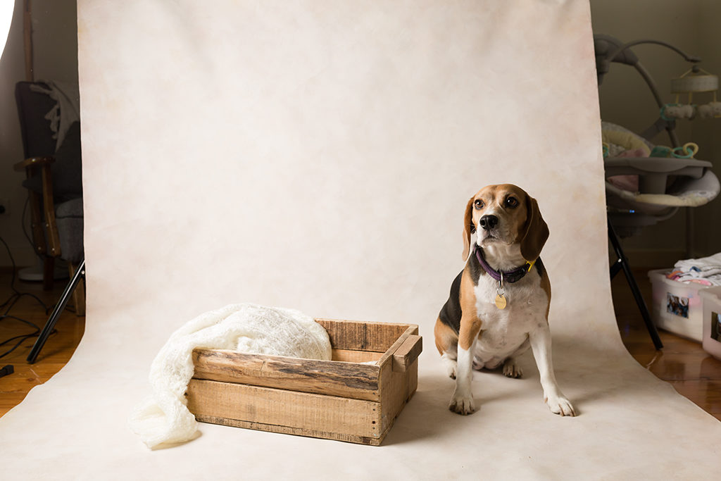 Adelaide Newborn Photographer image of newborn baby girl with fur sibling, as captured by Lisa from Adelaide Newborn Photography